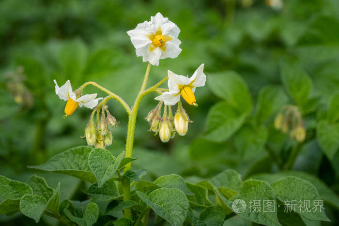 土豆花和绿叶 荷兰马铃薯田照片 正版商用图片2nhv7q 摄图新视界