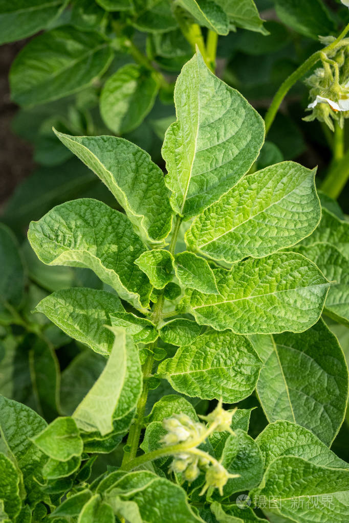 以土豆为背景的绿叶特写