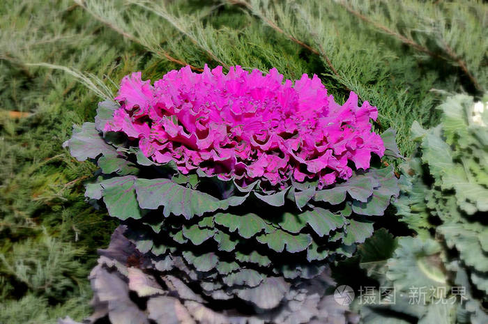 Multicoloured decorative cabbage 