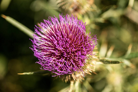紫蓟花-意大利巴尔多山照片