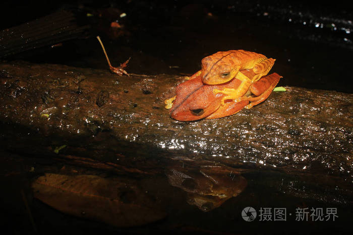 两只棕色的青蛙睡在一起反射在水中