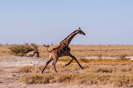 纳米比亚飞驰的长颈鹿图片