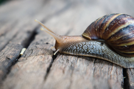 巨大的蜗牛图片