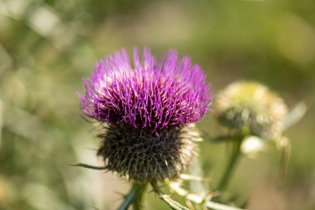 紫蓟花-意大利巴尔多山照片