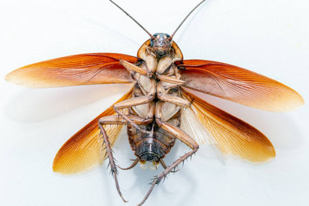 昆虫照片在白色背景下杀死的巴西蟑螂.高分辨率死昆虫照片.