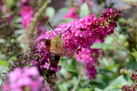蜂鸟蛾和花图片