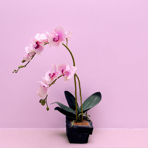 粉红色背景墙上的兰花图片