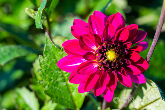 许多鲜艳的花头背景是绿色的