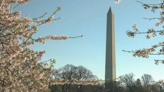 华盛顿纪念碑和樱花的春季照片图片