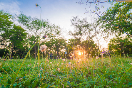 绿城公园绿树夕阳图片