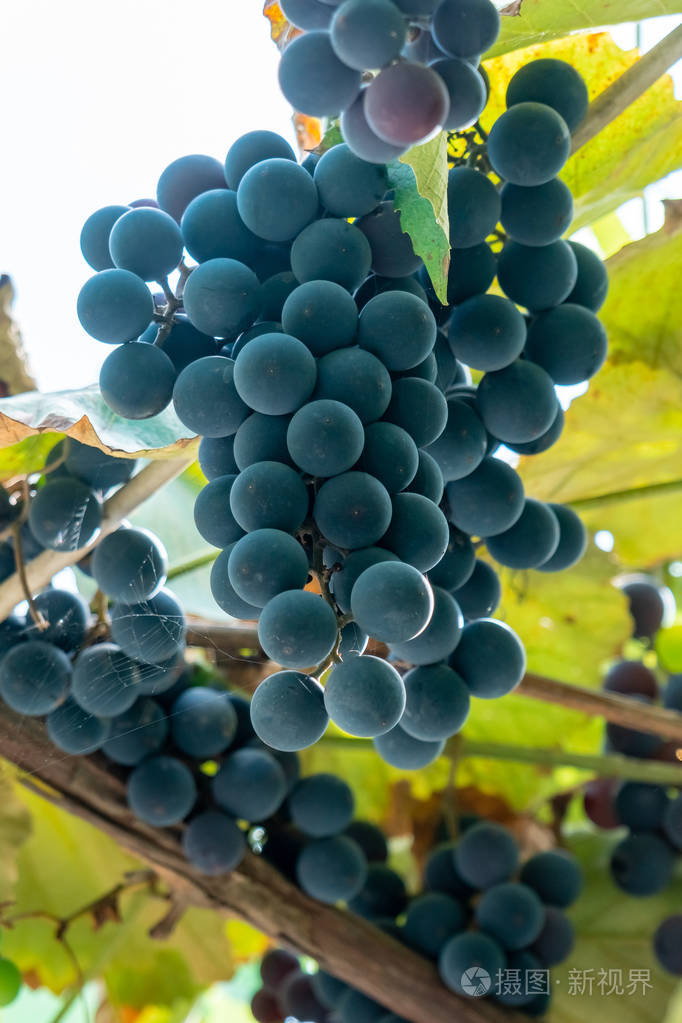 伊莎贝拉挂在藤蔓上的一大串葡萄,红色的