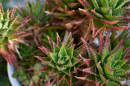 芦荟植物填充框架图片