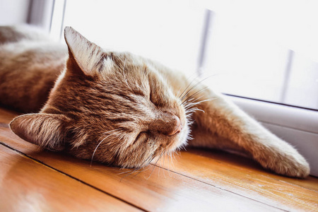 可爱的猫放松,粉红色的鼻子照片
