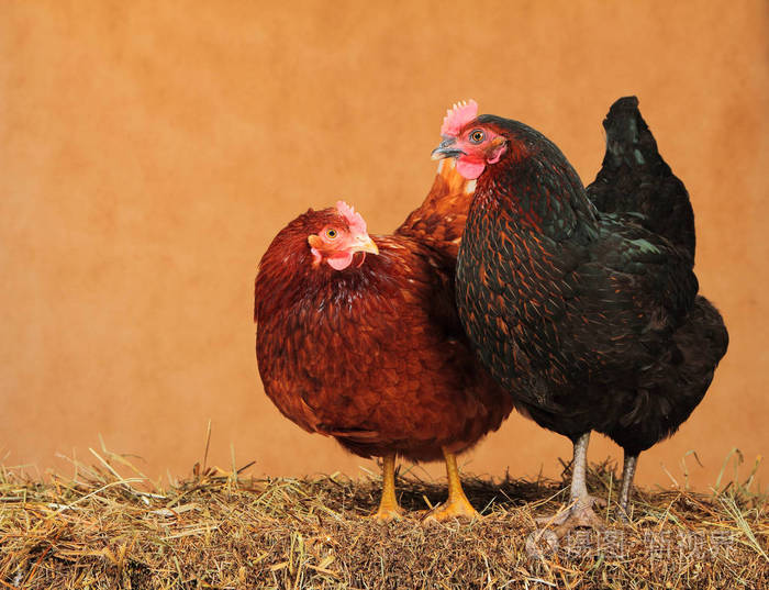 干草堆上的两只鸡