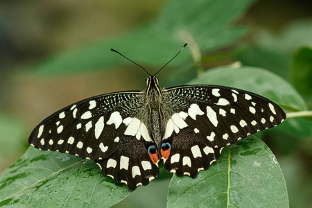 lime butterfly or lemon butterfly凤蝶 machaon 毛虫威胁态势蝴蝶