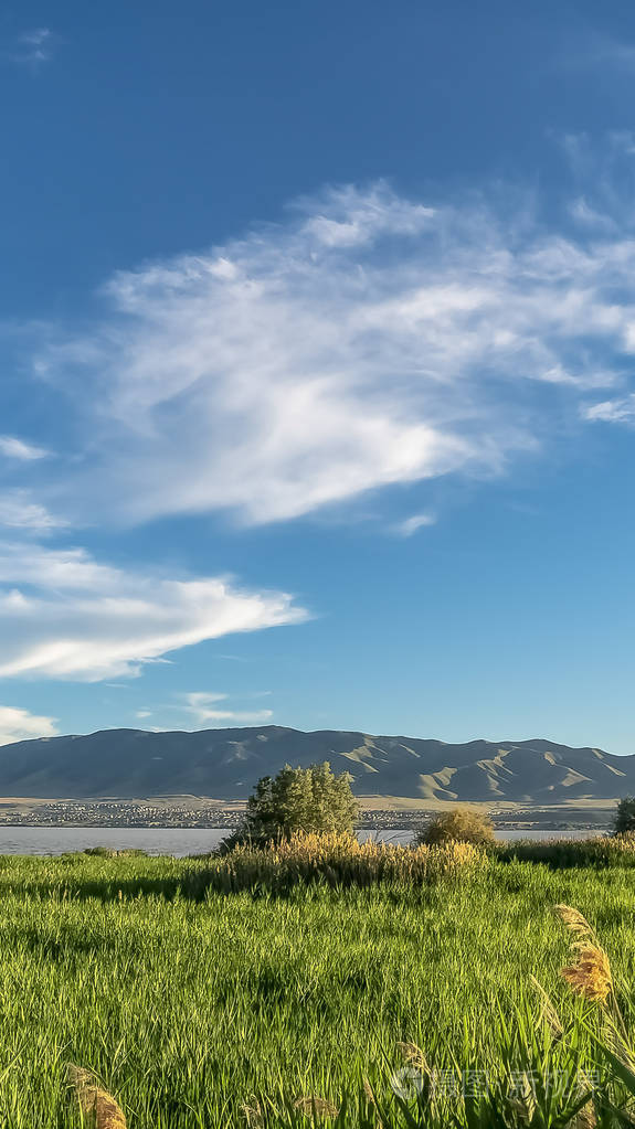 晴天天空多云的湖面上的垂直草