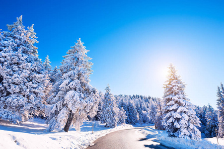 森林里有积雪的树木的冬季道路图片