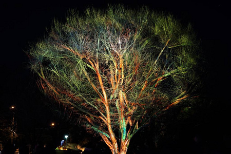 夜色中的彩树图片