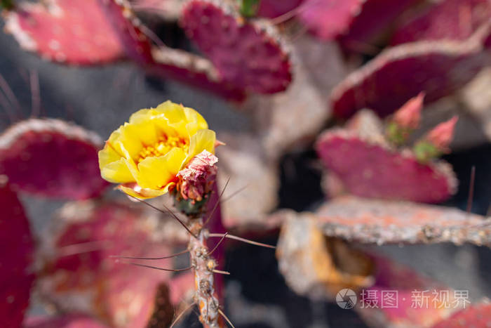 生长在火山熔岩沙上的各种各样的仙人掌