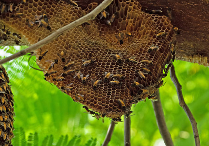 蜜蜂杀手在树枝上,选择性地靠近巨大的蜜蜂蜂巢照片