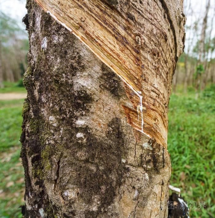 泰国橡胶树特写图片