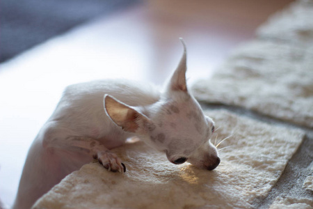 吉娃娃狗伸手去够不到的东西.景深.照片