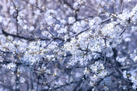 天空背景下有白色小花的美丽树枝.照片