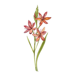 收集手绘花草.植物学.设置.古老的花朵.