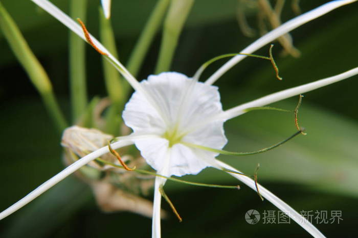 开花 美丽的 植物区系 百合花 植物 花的 美女 夏天 特写镜头