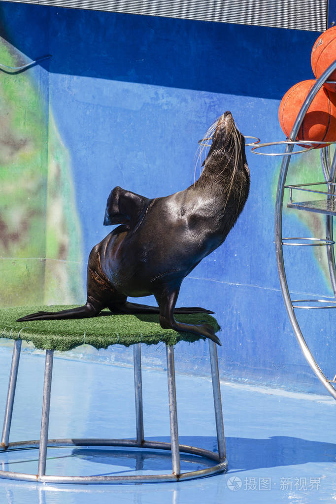 海豹在海豚馆表演