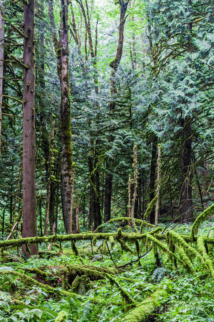 加拿大南部夏季的绿色森林