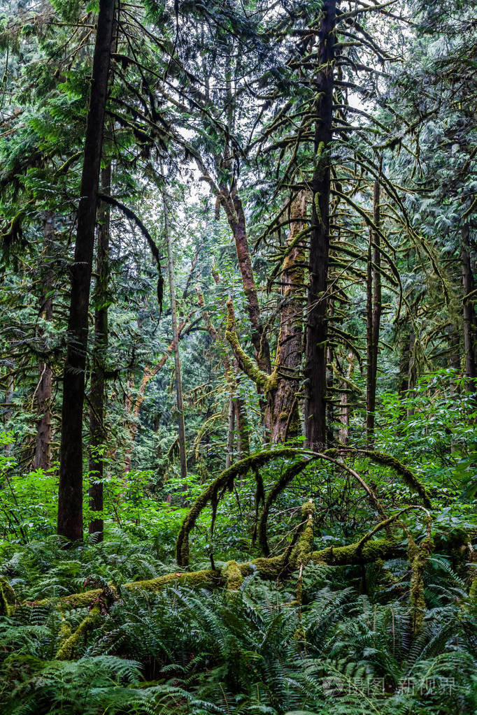 加拿大南部夏季的绿色森林