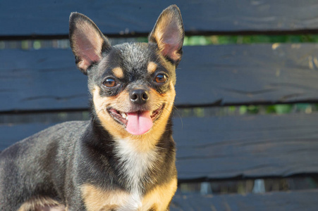 狗在公园里散步.吉娃娃的黑棕白颜色.照片