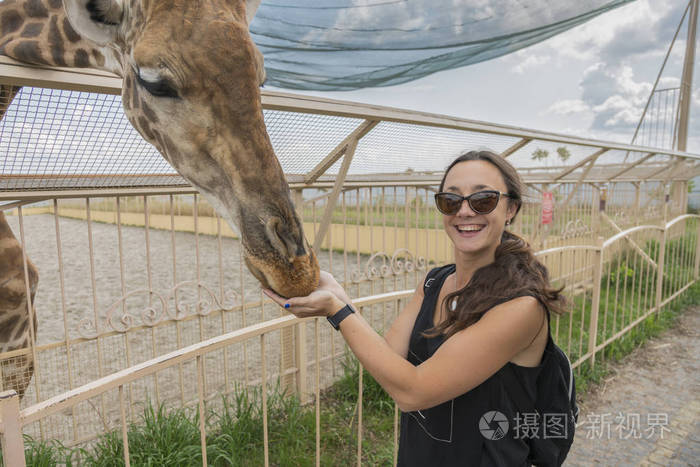 在动物园里看着长颈鹿喂食的快乐的年轻女人。年轻迷人的旅游妇女喂可爱的长颈鹿。信任和友谊的概念