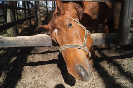 脱缰一匹友好的脱缰马.照片