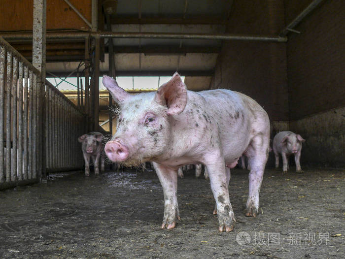 可爱的小猪看起来谦虚害羞在脏兮兮的猪圈里