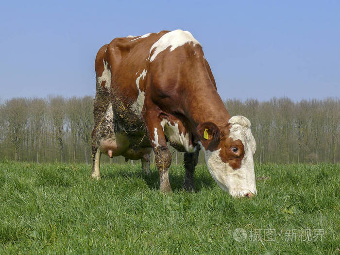 红白相间的奶牛乳房大而饱满被稻草弄脏了