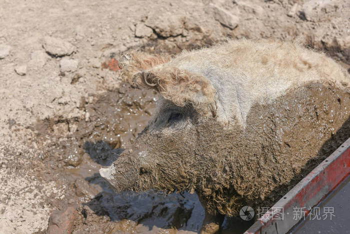 快乐的猪在泥里打滚曼格利萨羊毛羊猪健康环境与有机食品生产