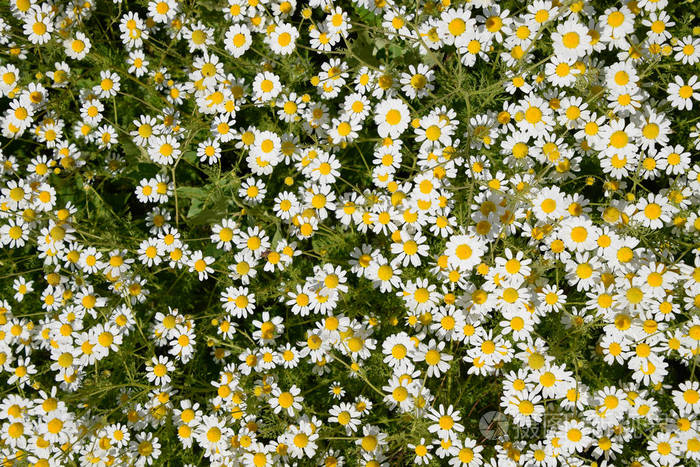 可用于营利性的商业,广告目的授权限制暂无图片作者leonid_eremeychuk