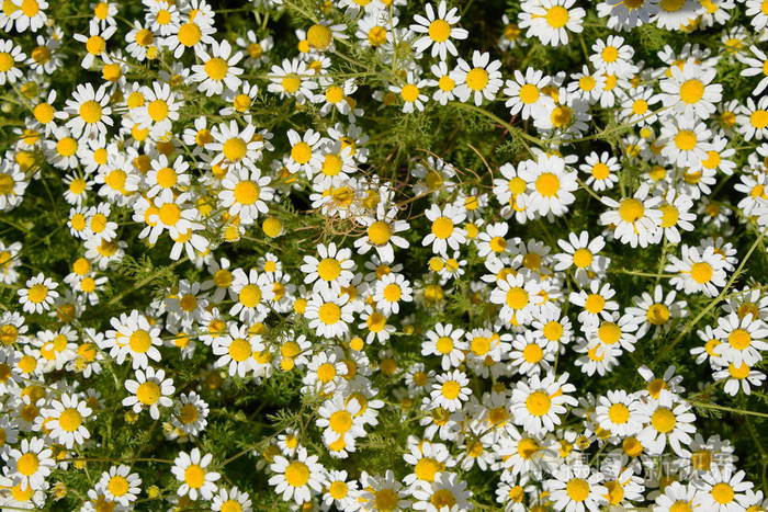 可用于营利性的商业,广告目的授权限制暂无图片作者leonid_eremeychuk