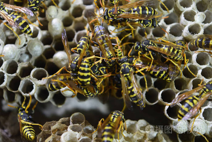 黄蜂窝上面坐着黄蜂黄蜂抛光剂近距离拍摄的黄蜂家族的巢