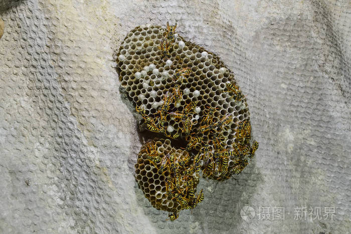 黄蜂窝上面坐着黄蜂黄蜂抛光剂近距离拍摄的黄蜂家族的巢