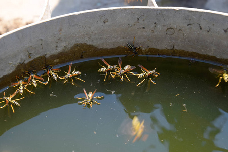 黄蜂从锅里喝水,在水面上游泳照片