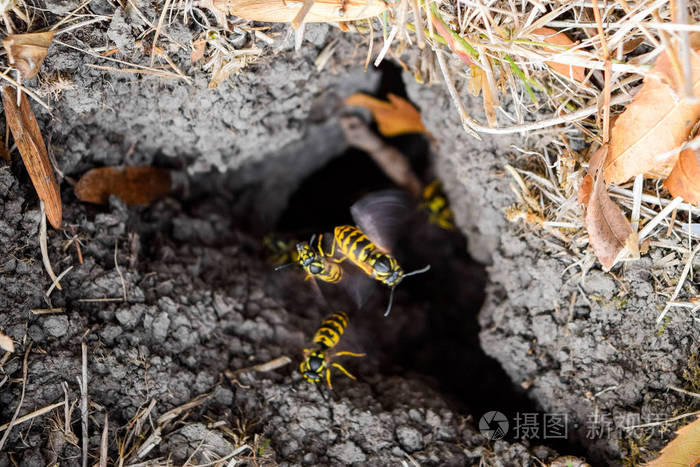 黄蜂飞入巢中白杨窝貂地下