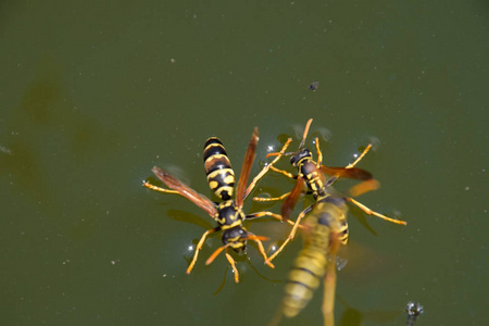 黄蜂喝凉水黄蜂会喝水.黄蜂从锅里喝水,游泳照片