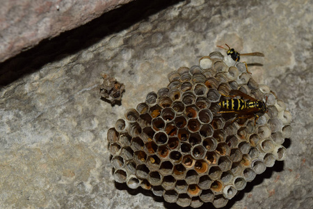 上采集花蜜红蜂鸟喂食器等待访问坐在洋甘菊的蜜蜂大胡蜂巢熊蜂集
