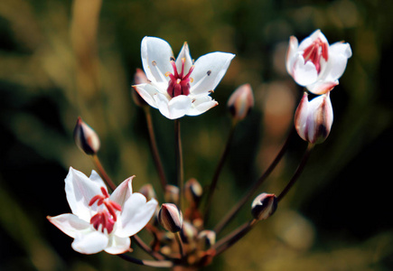 夏季开花灯心草开花特写.沼泽野花金龟子特写在模糊的背景上.照片