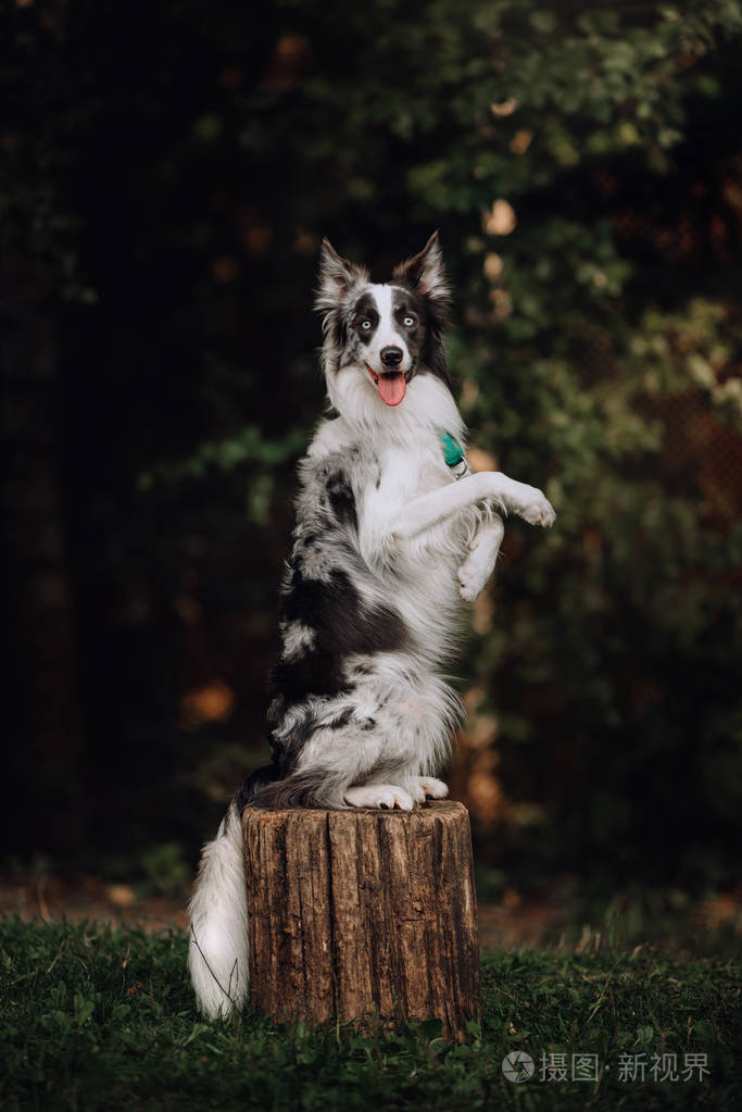 蓝梅勒边境牧羊犬在耍花招照片-正版商用图片2nmxt8-摄图新视界