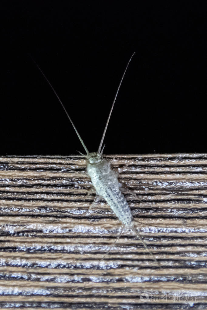 木板边上的银鱼有害生物书籍和报纸以纸为食的昆虫银鱼