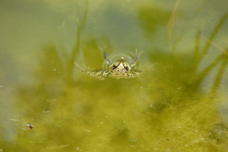 青蛙在水里.长满了青蛙的池塘.照片